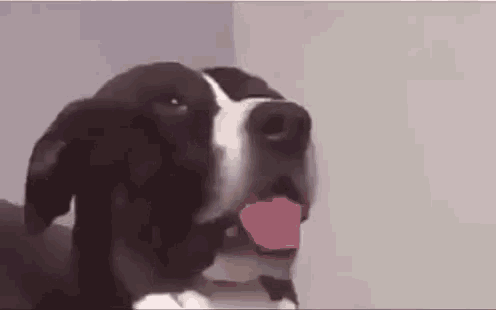 Dog What GIF - Dog What Look GIFs