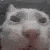 a close up of a white cat 's face with blood on it 's nose .