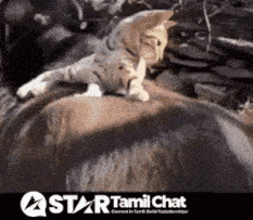a cat is laying on top of a rock with a star tamil chat logo behind it
