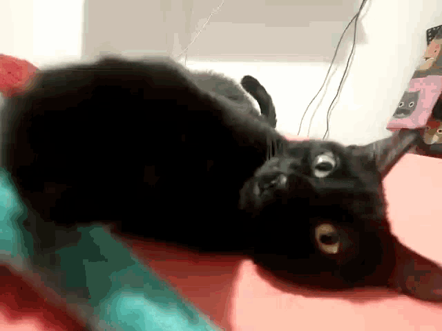 a black cat is laying on its back on a bed with a pink cat on the wall behind it