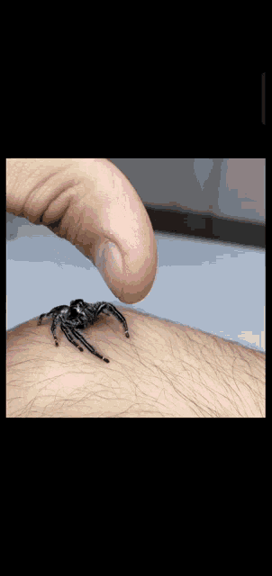 a spider is crawling on a person 's arm with their finger