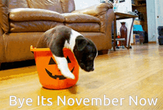 November Bye GIF - November Bye Dog GIFs