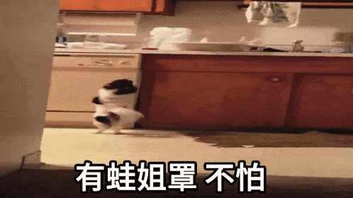 a picture of a cat in a kitchen with chinese writing on it