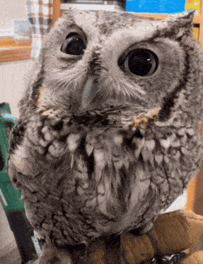 a close up of an owl 's face with big eyes