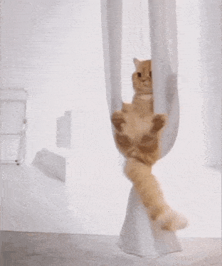 a cat is hanging upside down from a white cloth
