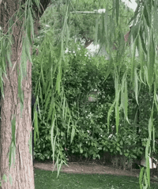 a willow tree with lots of green leaves