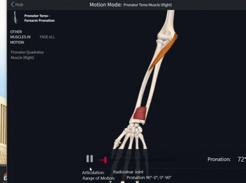 Pronator Teres Forearm Pronation GIF - Pronator Teres Forearm Pronation Pronation GIFs