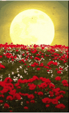 a field of red flowers and white flowers with a full moon in the background