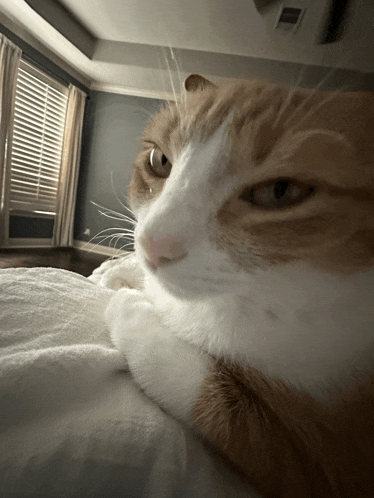 an orange and white cat laying on a bed with a window in the background