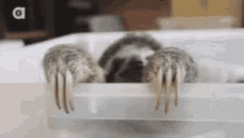 a sloth is sitting in a plastic container with its claws out .