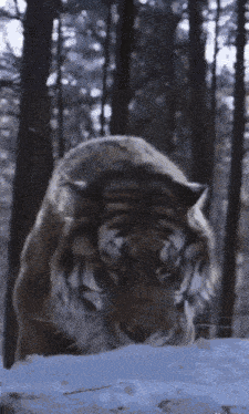 a tiger standing in the snow in the woods