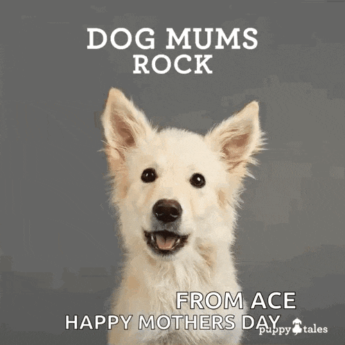 a picture of a dog that says dog mums rock