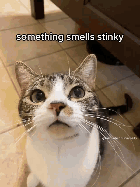 Something Smells Stinky Stinky GIF - Something Smells Stinky Stinky Its You GIFs