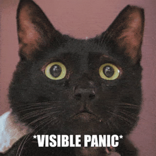Cat Panic GIF - Cat Panic Anxiety GIFs