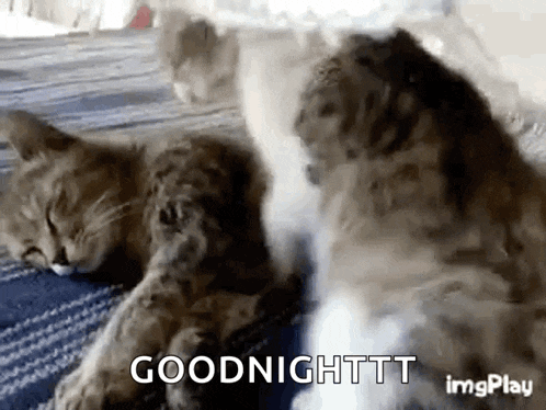 two cats are sleeping on a bed with the words `` goodnight '' written on the bottom of the image .