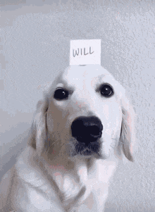 a white dog is holding a card with the word will on it .