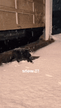 a cat walking in the snow with the words snow written on the bottom