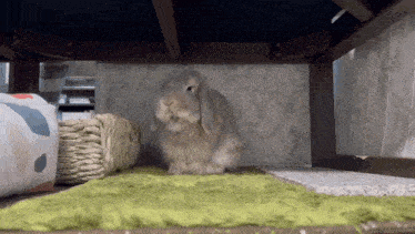 a rabbit is sitting under a table on a green rug .