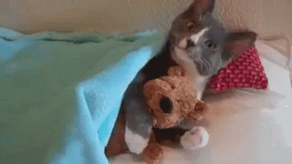 Imbratisare GIF - Cute Kitten Cute Kitty With Teddy Bear Sleepy Kitten GIFs