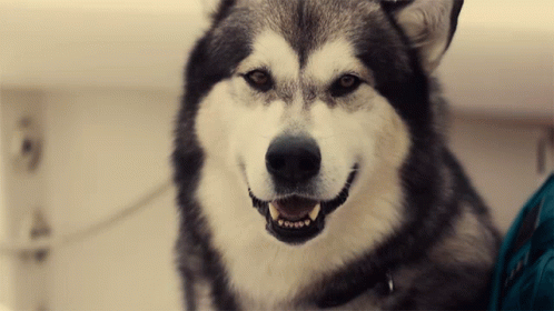 Barking Chinook GIF - Barking Chinook Hero Dog Journey Home GIFs