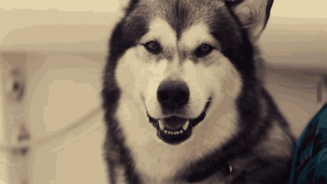 a close up of a dog 's face with its mouth open and teeth showing