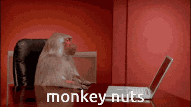 a monkey sits at a desk in front of a laptop with the word monkey nuts written on the table