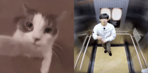 Taehyung Cat GIF - Taehyung Cat Cats GIFs
