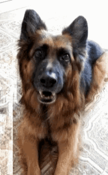 a german shepherd is laying down on the floor and looking at the camera