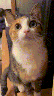 a calico cat with blue eyes is looking up