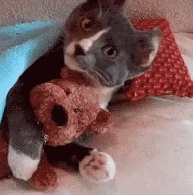 Cat Snuggle GIF - Cat Snuggle Teddy GIFs