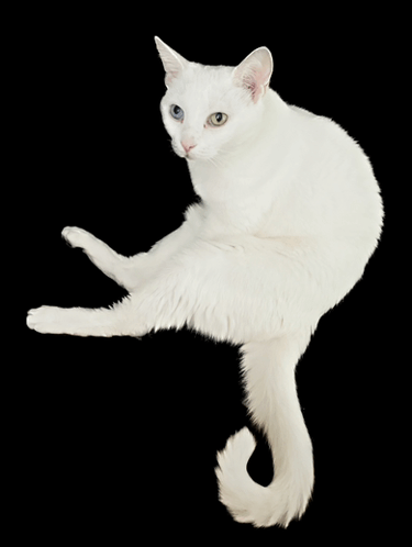 Turkish Van Cats GIF - Turkish Van Cats White Cat GIFs