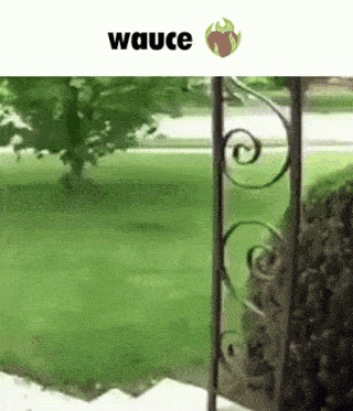Wauce Wasp GIF - Wauce Wasp Bee GIFs