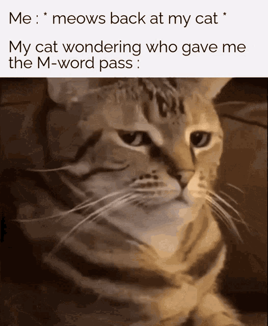 Cat Meme Doubt GIF - Cat Meme Doubt Uhh GIFs