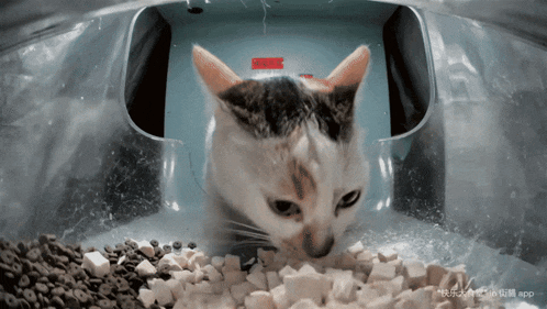 a cat is eating food from a plastic bag with chinese writing on the bottom