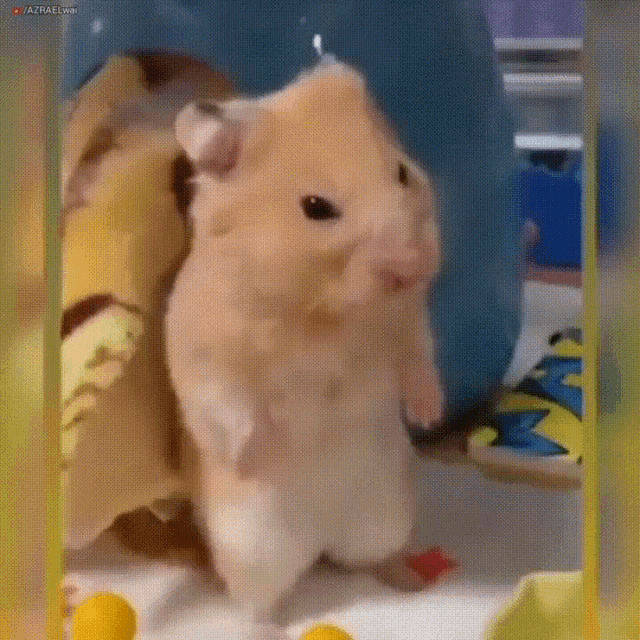 a hamster is standing on its hind legs in a cage ..
