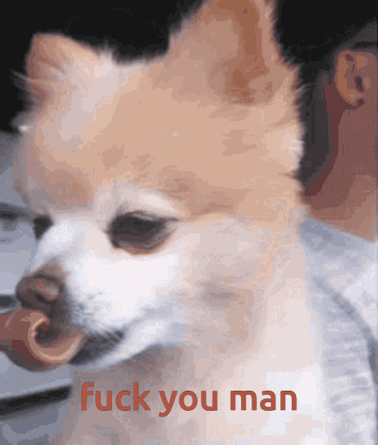 a close up of a dog with the words " fuck you man " written in red