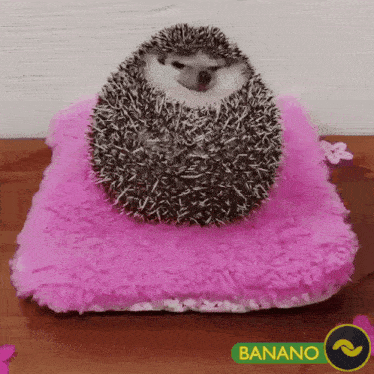 Banano Stom GIF - Banano Stom Hedgehog GIFs