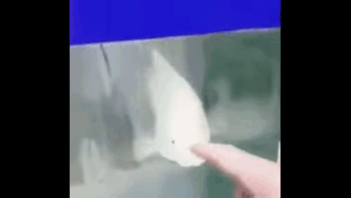 Fish Screaming Finger GIF - Fish Screaming Fish Finger GIFs