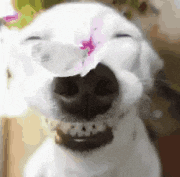 a close up of a dog 's face with a flower on its nose .