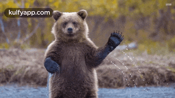 a brown bear is standing in the water and waving its paw .