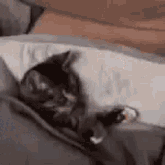 a cat is laying in a person 's pocket on a bed .