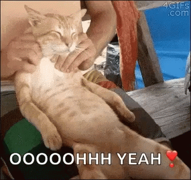 Cat Chillin GIF - Cat Chillin Neck Rub GIFs