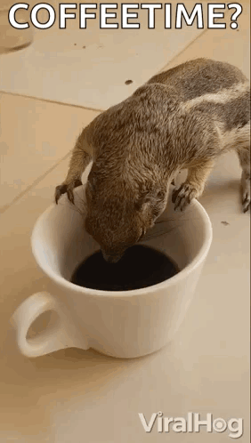 Drinking Coffee Squirrel GIF