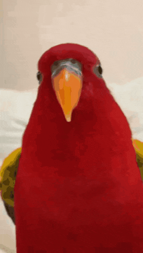 a red parrot with a yellow beak is looking at the camera