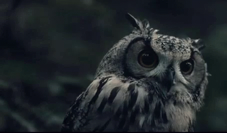 Owl Bird GIF - Owl Bird Checking Out GIFs