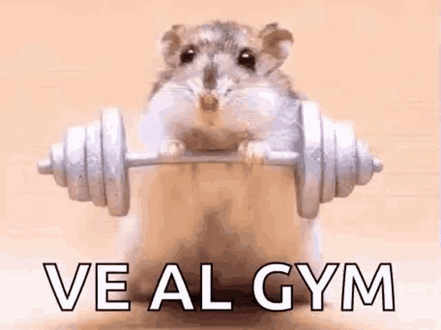 a hamster is holding a dumbbell in its paws and says `` ve al gym '' .