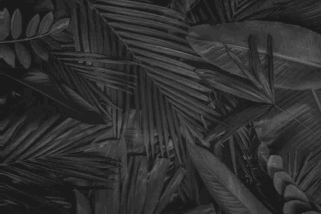 a black and white photo of palm leaves with a binary code on the bottom
