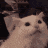 a close up of a white cat 's face with a blurry background .