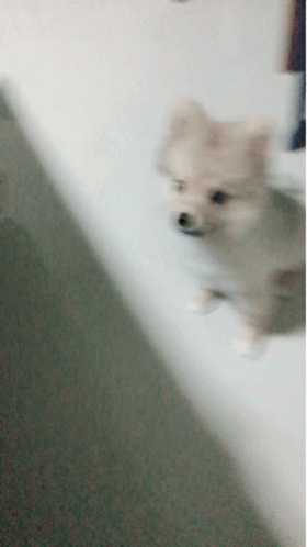 Pompom Cute GIF - Pompom Cute Dog GIFs