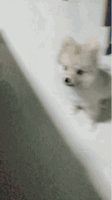 a blurred image of a small dog on a green carpet
